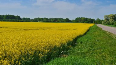 Büyük kolza tohumu tarlaları güneşli bir Mayıs gününde sarıda güzel bir şekilde çiçek açtı..