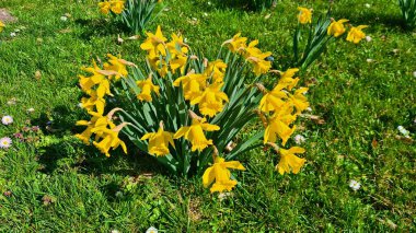 Nergisler güneşli bir nisan gününde çimlerde güzel sarı çiçekler açardı..