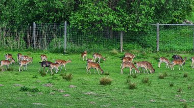 Küçük yavru geyik sürüsü güneşli bir günde yeşil çayırlarda otlar..