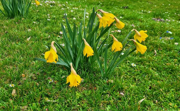 Żonkile Kwitły Piękne Żółte Kwiaty Trawniku Słoneczny Kwietniowy Dzień — Zdjęcie stockowe