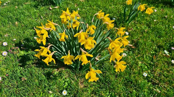 Nergisler güneşli bir nisan gününde çimlerde güzel sarı çiçekler açardı..