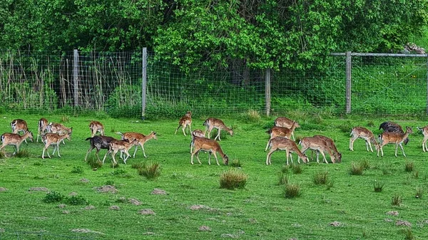 Küçük yavru geyik sürüsü güneşli bir günde yeşil çayırlarda otlar..