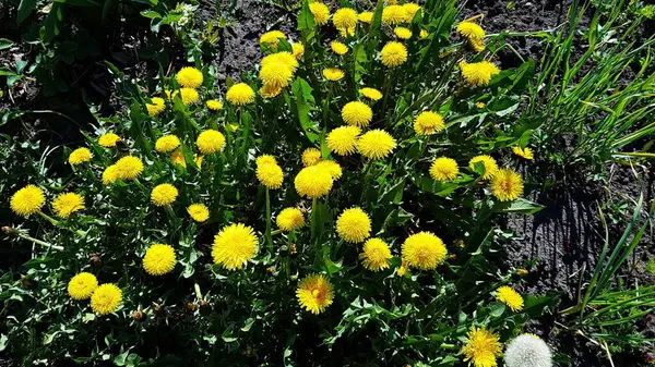 Viele Blühende Gelbe Löwenzahnblüten Auf Den Feldern Und Wiesen Sonnigen — Stockfoto