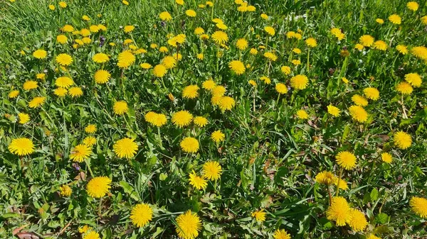 Muitas Flores Dente Leão Amarelo Florescendo Nos Campos Prados Dia — Fotografia de Stock