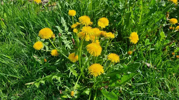 Wiele Kwitnących Żółtych Kwiatów Mniszka Lekarskiego Polach Łąkach Słoneczny Wieczny — Zdjęcie stockowe