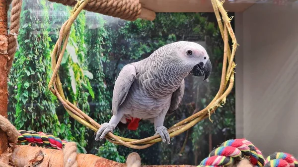 Large gray parrot sits in ring woven from thin rods.
