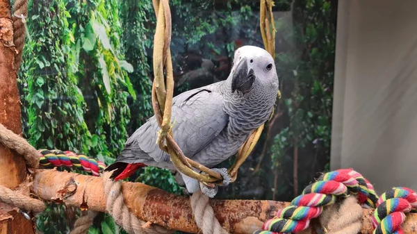 Large gray parrot sits in ring woven from thin rods.