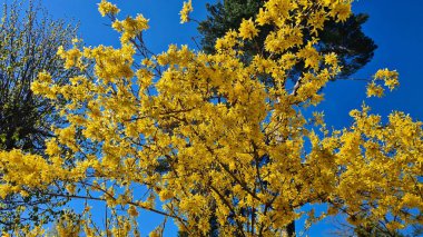 İlkbaharın başlarında, fındık çalıları sıra dışı sarı çiçeklerle çiçek açar..