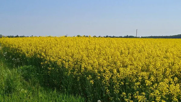 Καλλιέργειες Ελαιοκράμβης Ανθίζουν Κίτρινα Λουλούδια Μάιο Απλώνονται Για Πολλά Χιλιόμετρα — Φωτογραφία Αρχείου
