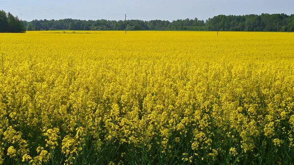 Pola Rzepaku Kwitnące Żółtymi Kwiatami Maju Rozciągają Się Wiele Kilometrów — Zdjęcie stockowe