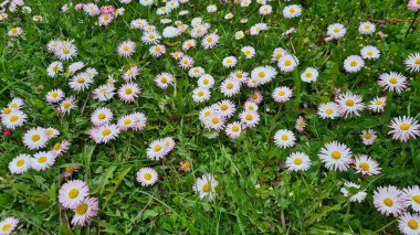 Güneşli bahar gününde yeşil çayırlarda açan beyaz papatyalar..