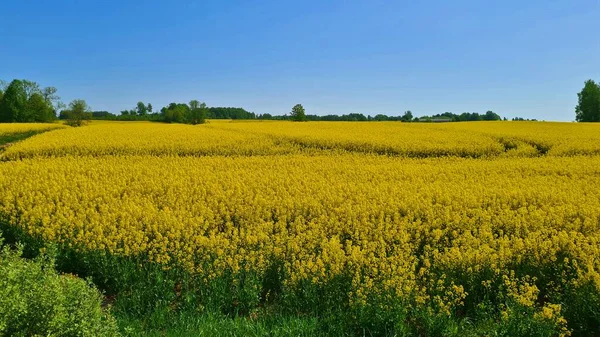 Rapeseed Fields May Bloomed Bright Yellow Flowers Many Kilometers — Stock Photo, Image