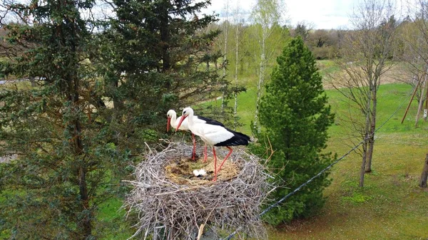 Family of storks in the nest they built on top of pillar.