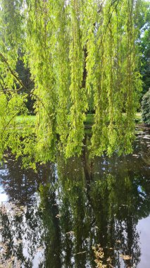 Söğüt ağacı dallarını gölet suyunun yüzeyine eğdi..