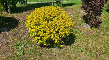 Physocarpus 'un büyük güzel çalıları parklara ve yollara dikilir..