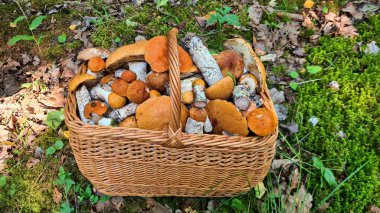 Sonbahar mantarları toplamak mantar toplayıcıları arasında olumlu duygulara neden olur..