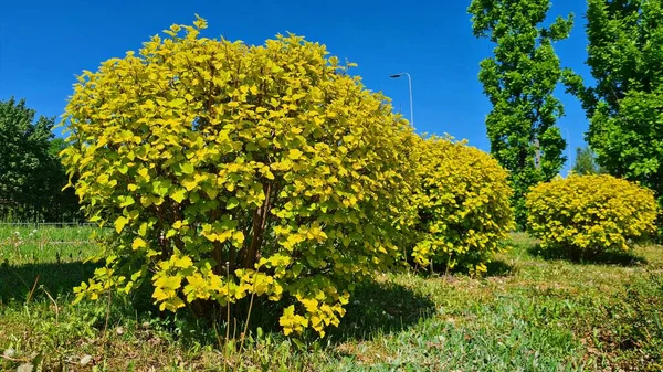 Grandes Arbustos Hermosos Physocarpus Plantan Parques Largo Las Carreteras — Foto de Stock