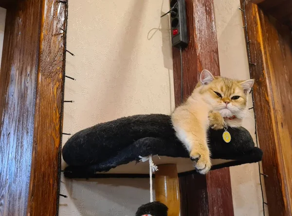 ジンジャー猫は彼のために建てられた台座の上に横たわり 高さからすべての人を見ます — ストック写真