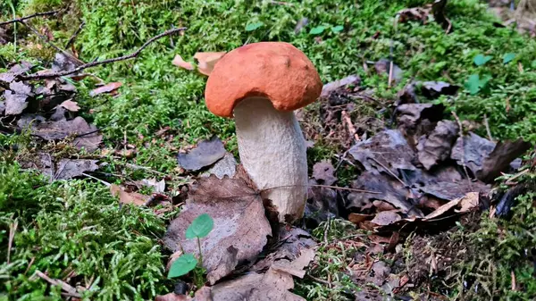 收集秋天的蘑菇会在采蘑菇者中引起许多积极的情绪 — 图库照片