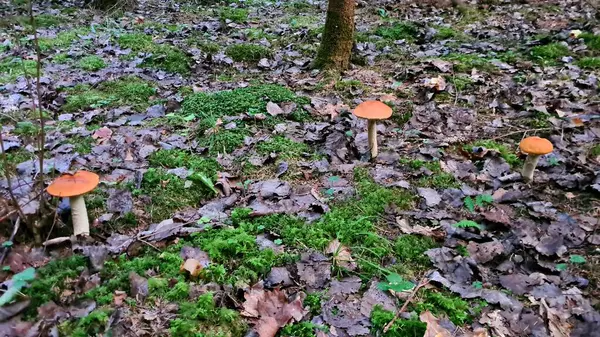 Herbstpilze Sammeln Löst Bei Pilzsammlern Viele Positive Emotionen Aus — Stockfoto
