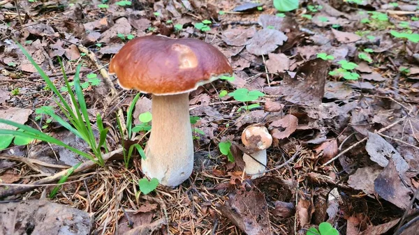 Coletar Cogumelos Outono Causa Muitas Emoções Positivas Entre Colhedores Cogumelos — Fotografia de Stock