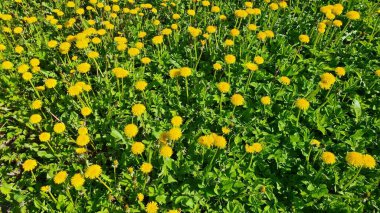 Parlak sarı karahindiba çiçekleri güzel çiçek açar tarlalarda ve baharda çayırlarda..