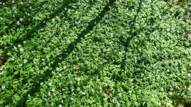 Birçok beyaz küçük çiçek baharda ormanda güzel bir şekilde açtı..