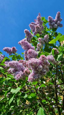 Güzel leylak kümeleri baharda bahçedeki büyük çalılıklarda çiçek açtı..