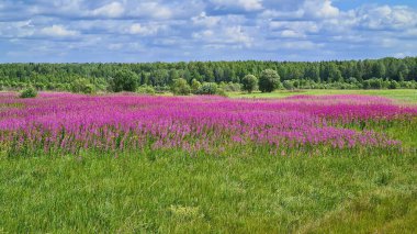 Chamaenerion mor parlak çiçekler çayırlarda ve yaz aylarında yollar boyunca bol bol çiçek açar..