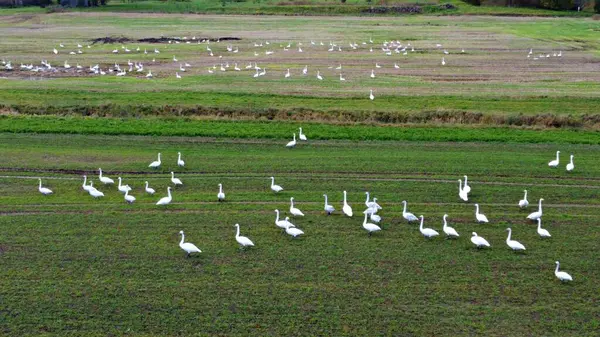 Many white geese on the field are preparing to fly to warmer climes in the fall.