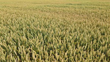 Yazın bitmeyen çiftçi tarlalarında olgunlaşan buğday başakları.