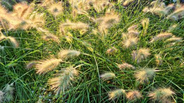 Tüylü ve kabarık kulaklı Pennisetum şehir parkında güzel çiçek açar..