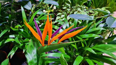Strelitzia regala, bahçedeki yeşil yaprakların arka planına karşı sıradışı güzel bir çiçektir..