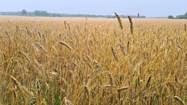 Çiftçi köyü tarlasında gelecekteki hasadın olgunlaşmış sarı kulakları..