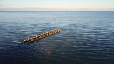 Güneşli bir kış gününde kıyıya yakın denizdeki ahşap yığınlarından yapılmış eski bir dalgakıran..