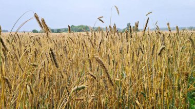 Yazın sonunda büyük kırsal alanlarda olgunlaşmış buğday başakları.