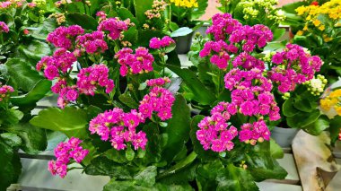 Şehir parkında güzel mor kasımpatı çiçekleri açtı..