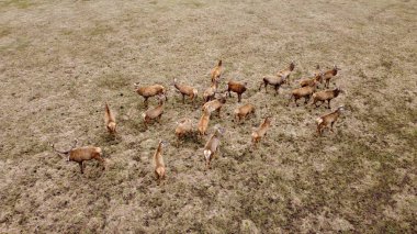 Küçük bir geyik sürüsü baharın başlarında tarlada otlar..