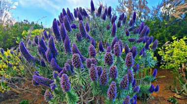 Echium candicans blooms with large beautiful blue flowers in city park. clipart