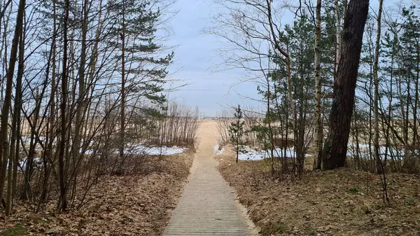 Stock image Walking path made of wooden planks between trees to the sandy seashore.