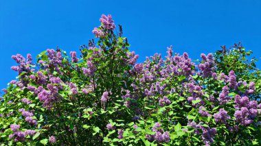 Bahçelerde ve parklarda baharda çalıların üzerinde çiçek açan leylaklar..