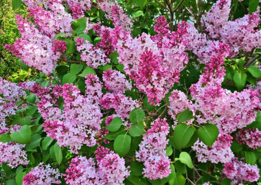 Leylak çalıları güzel açar ve ılık bahar günlerinde güzel kokar..