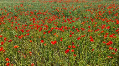 Sıcak yaz günlerinde geniş tarlalar ve çayırlar boyunca kırmızı gelincikler çok sayıda çiçek açtılar..
