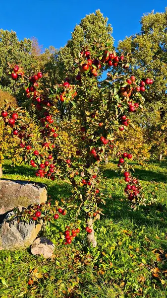 Köydeki küçük meyve ağaçlarında olgun, lezzetli ve sağlıklı kırmızı elmalar..