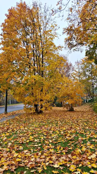 Ağaçlardaki ve çalılardaki sarı yapraklar sonbaharda doğaya alışılmadık bir renk katar..