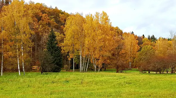Ağaçlardaki ve çalılardaki sarı yapraklar sonbaharda doğaya alışılmadık bir renk katar..