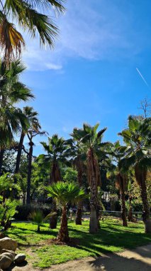 İspanyol parklarında palmiye ağaçları ve mavi gökyüzü rahatlamak için hoş bir atmosfer yaratıyor..