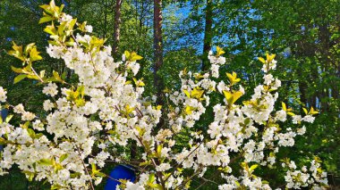 Prunus padus 'un geniş çalıları baharda bahçelerde ve parklarda beyaz çiçeklerle çiçek açar..