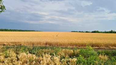 Vast fields with ripened wheat against the backdrop of a gloomy cloudy autumn sky.