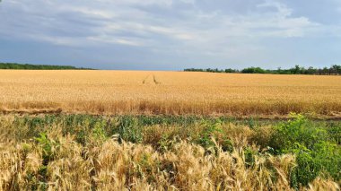 Vast fields with ripened wheat against the backdrop of a gloomy cloudy autumn sky.